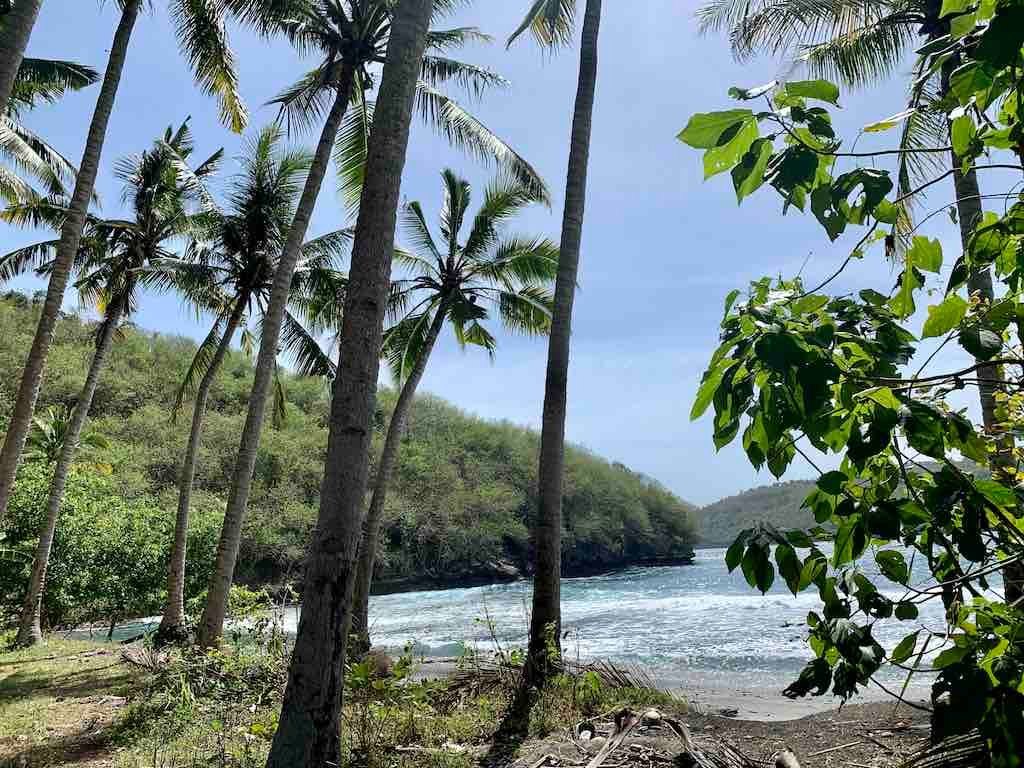 Palm trees and rocks beside Gamat Bay beach