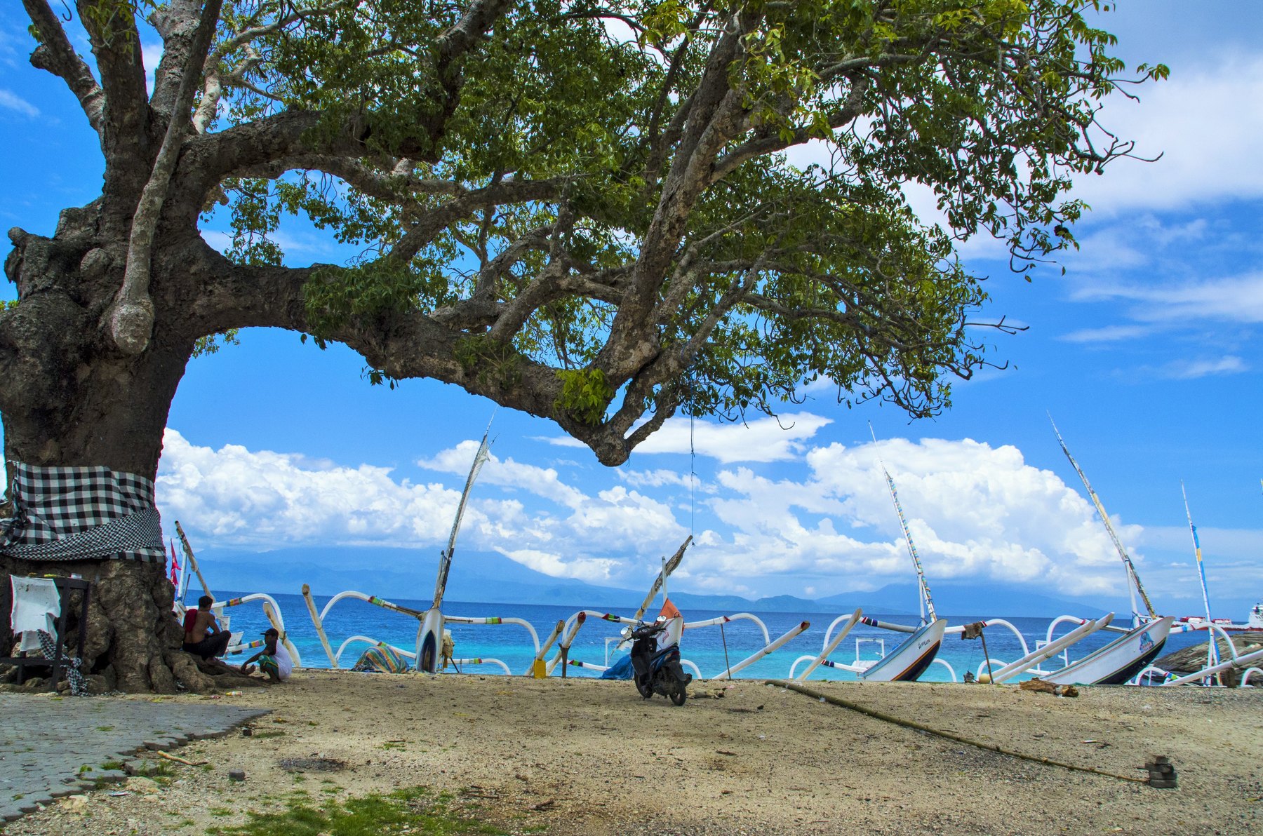 Large tree and outrigger boats at the Kutampi shoreline
