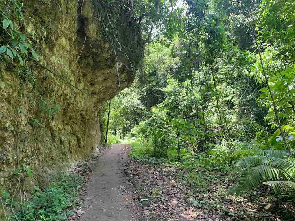 Chemin étroit à travers les arbres denses de la forêt de Tembeling.