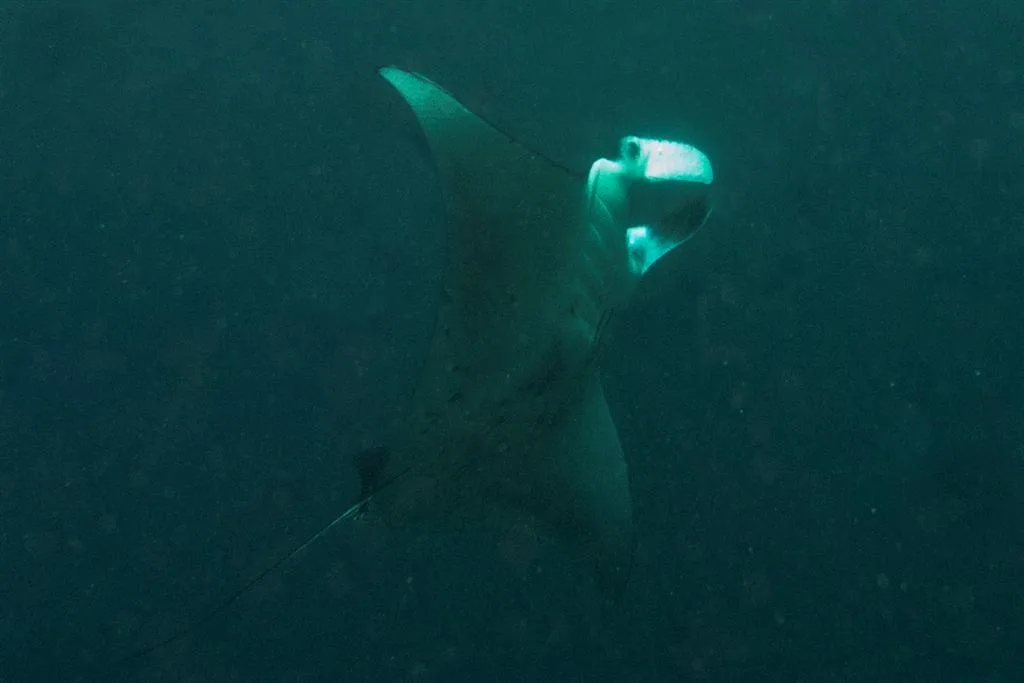 Manta ray swimming at Manta Point near Nusa Penida