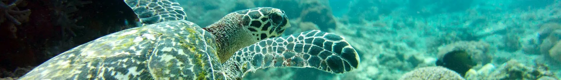 Tortue marine nageant dans les eaux autour de Nusa Penida