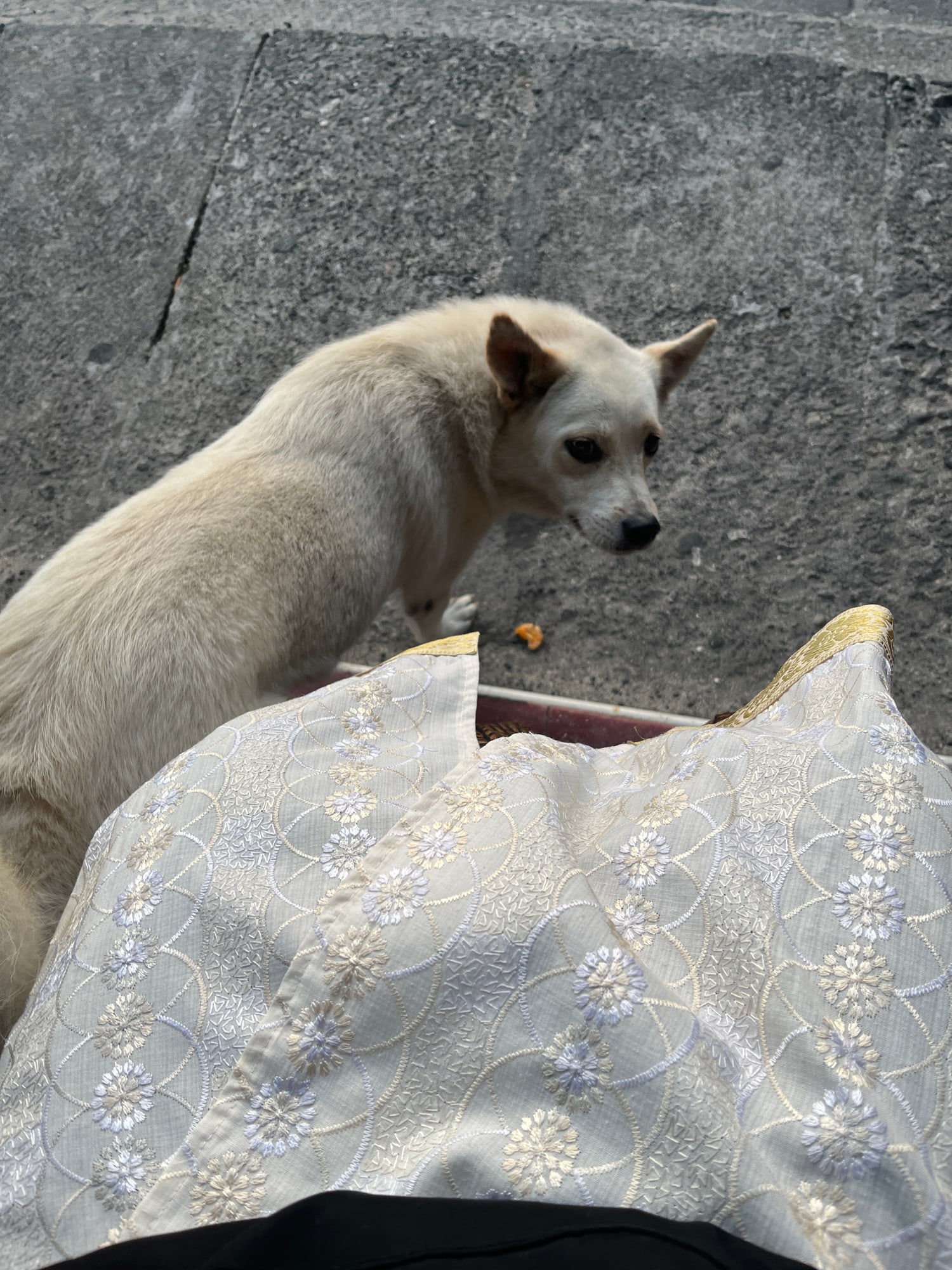 Cream-coloured dog looking back beside white and gold fabric.