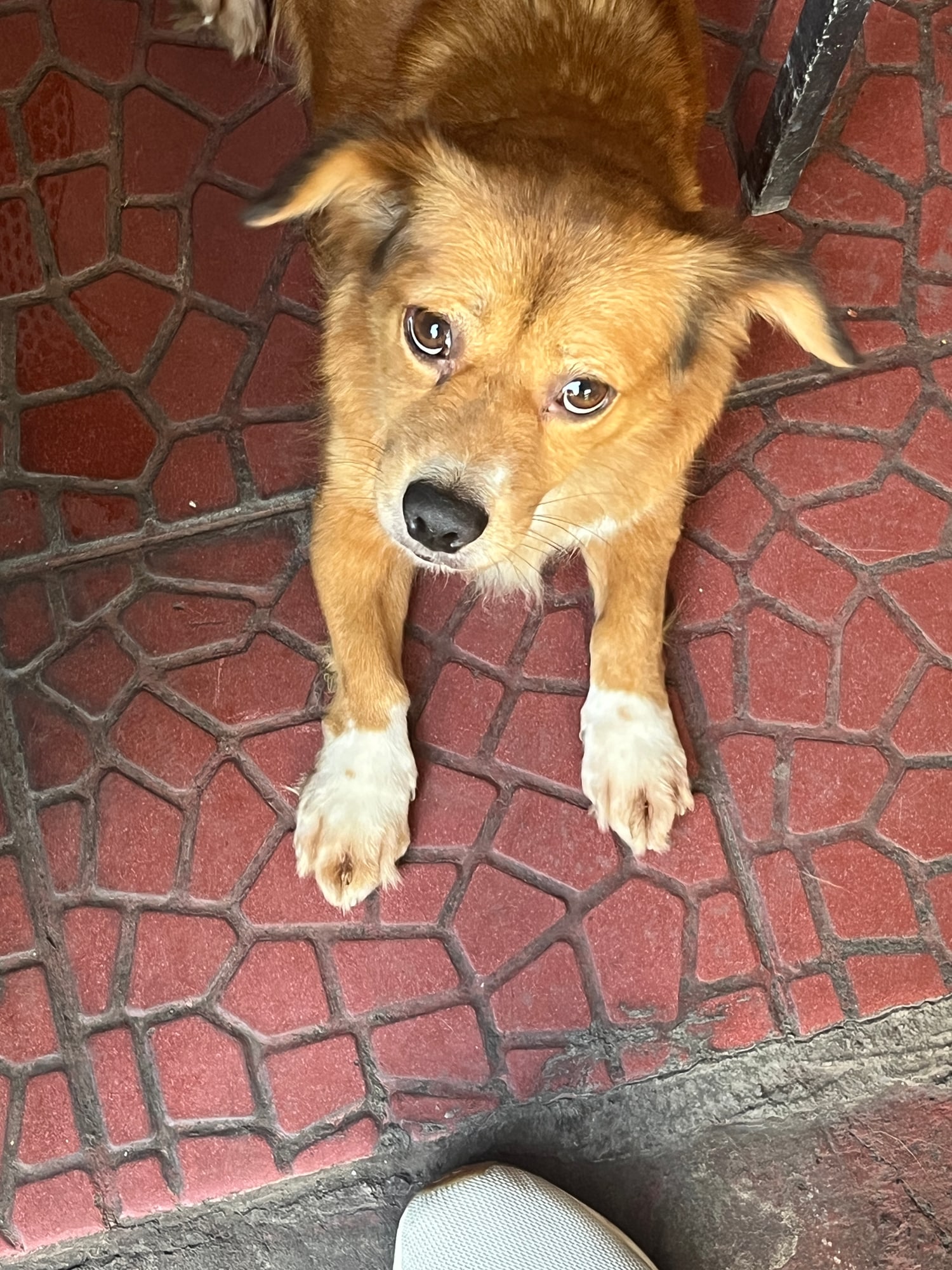 Golden dog with white front paws looking up from red paving.