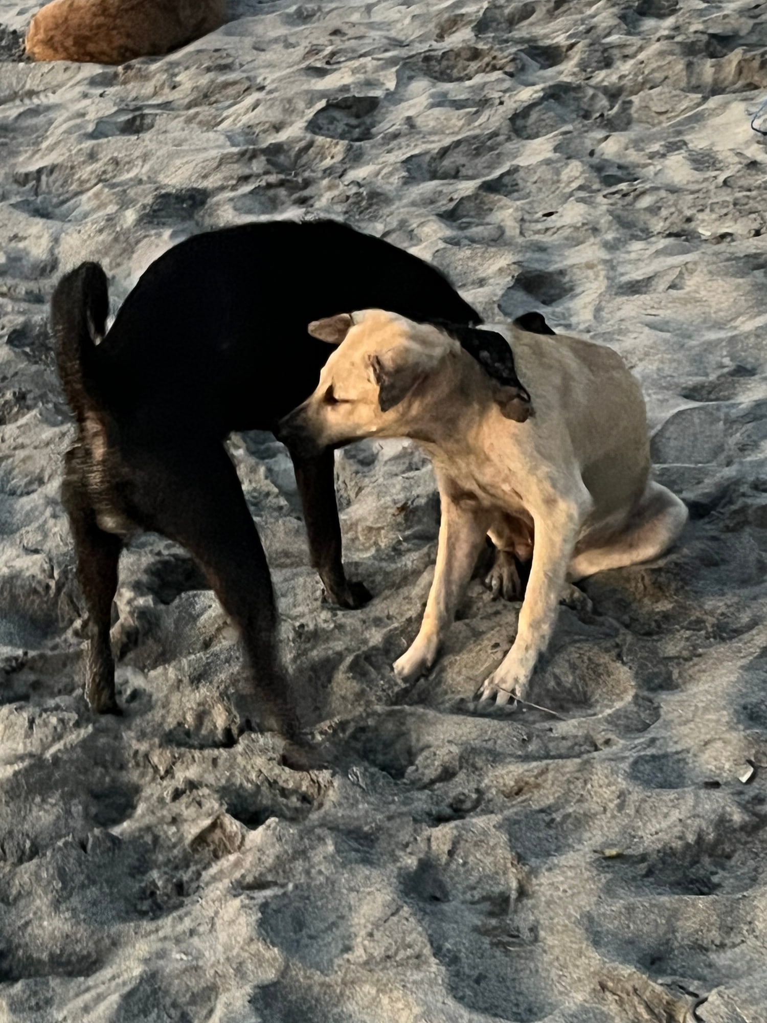 Tan dog sitting beside a black dog on sand.