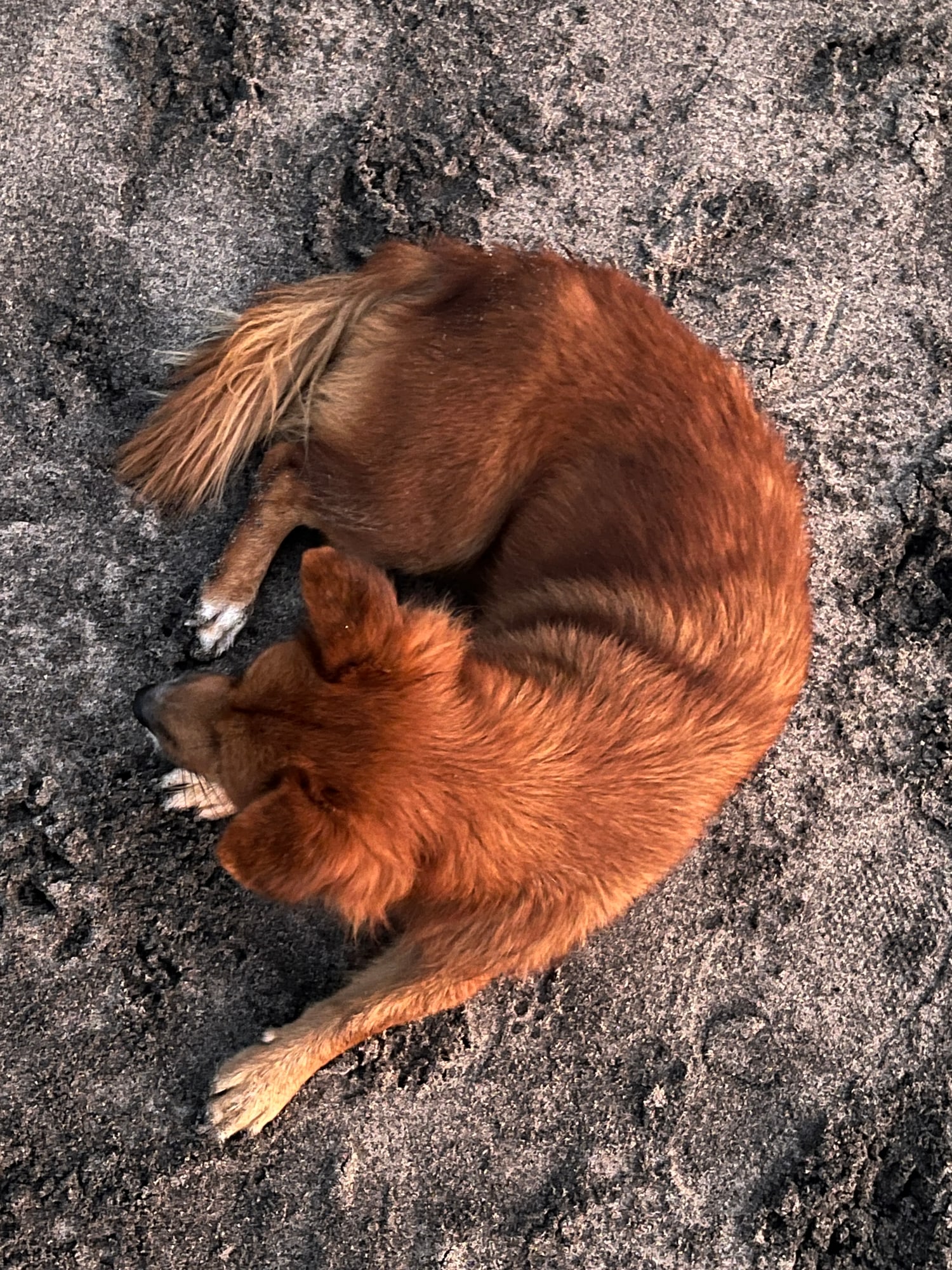 Reddish-brown dog curled up on grey sand.