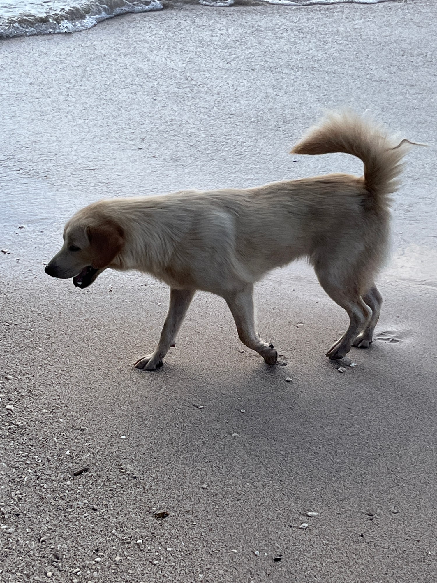 Cream-coloured dog with tan ears and a curled tail walking along wet sand