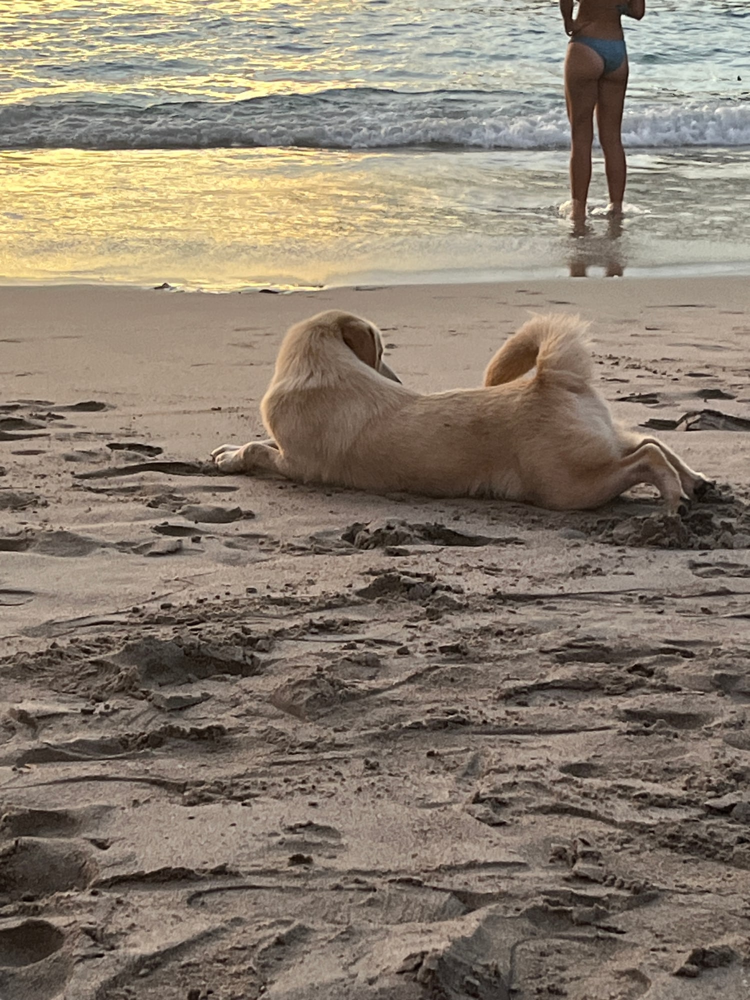 Cream-coloured dog lying on sand facing the sea in evening light.