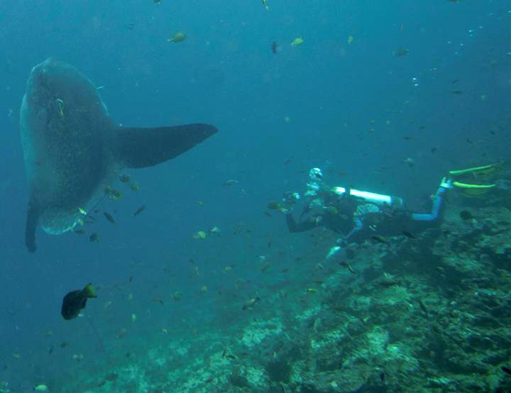 Mola mola en plongée à Crystal Bay