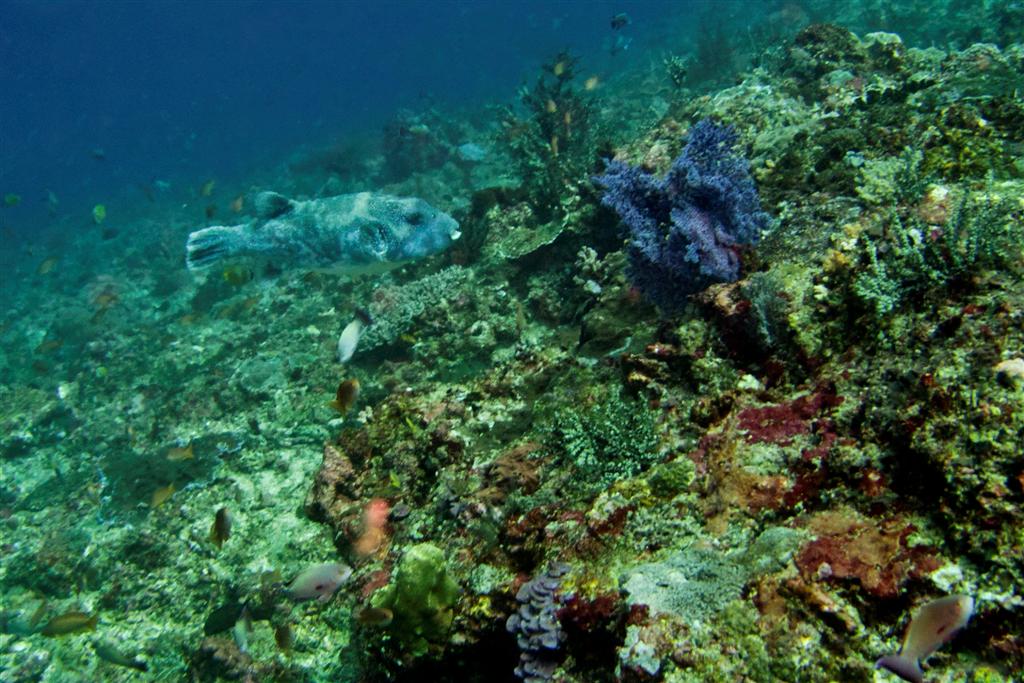 Un poisson-globe géant nage au-dessus du récif de Crystal Bay