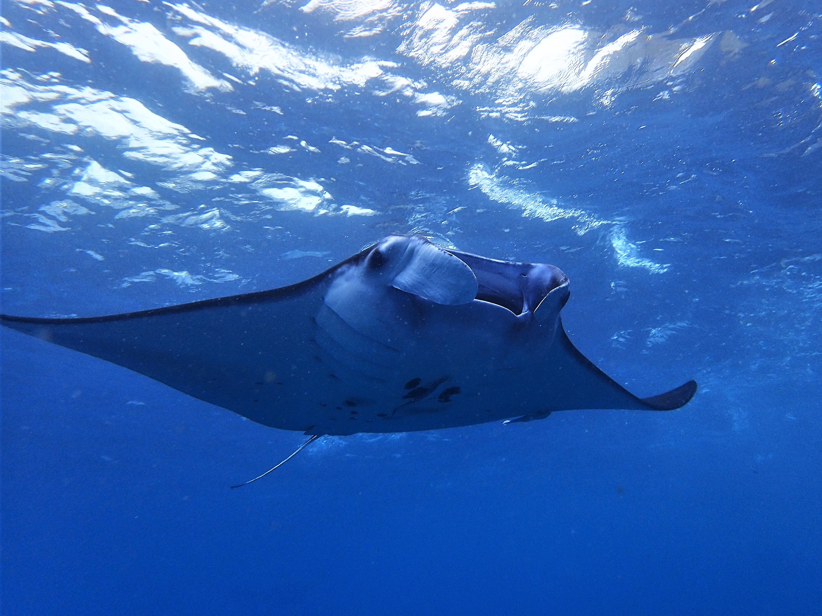 Manta ray swimming beneath the surface around Nusa Penida