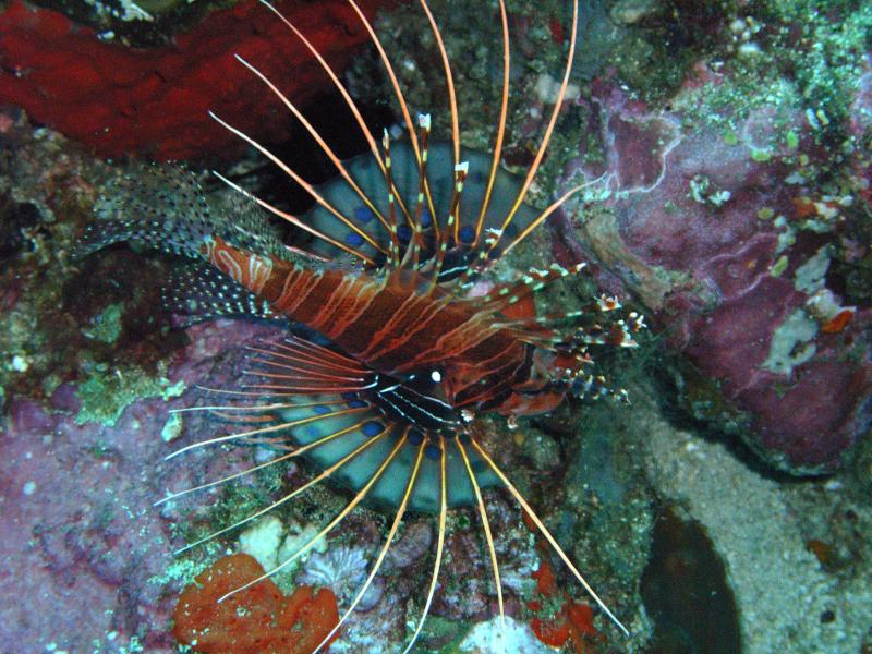 Colorful reef fish and coral underwater around Nusa Penida