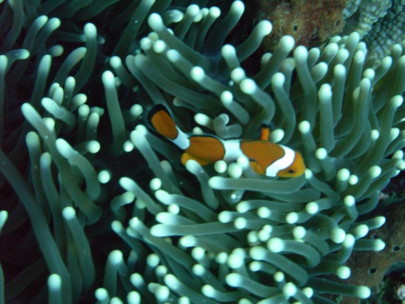 Coral reef underwater around Nusa Penida
