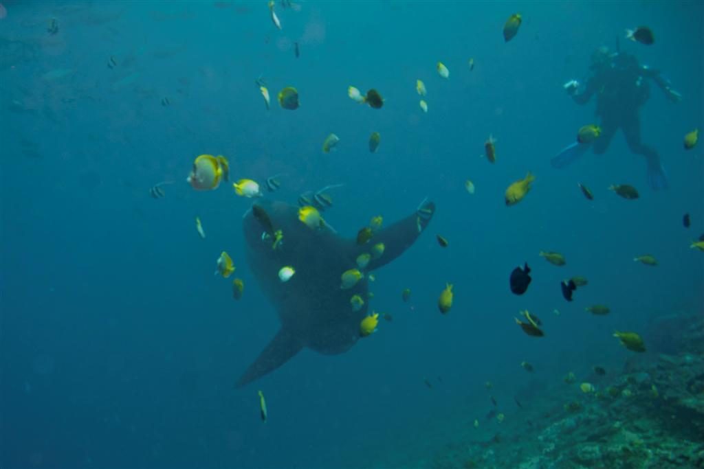 Mola mola sunfish swimming among small reef fish, with a diver in the blue water behind
