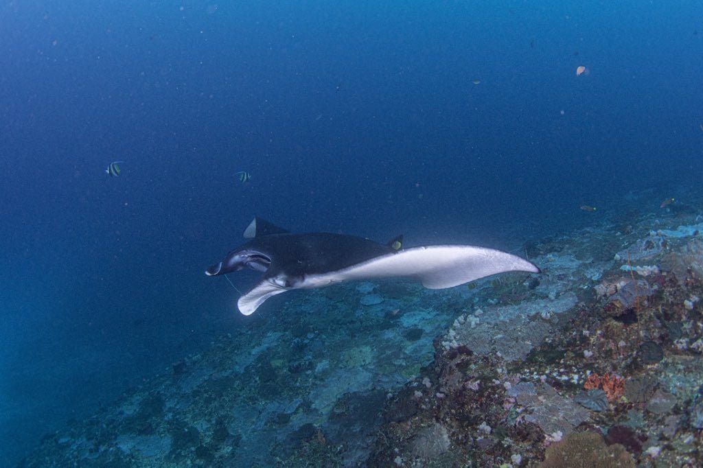 A manta ray gliding over the reef slope at Manta Point in deep blue water, with two bannerfish nearby.