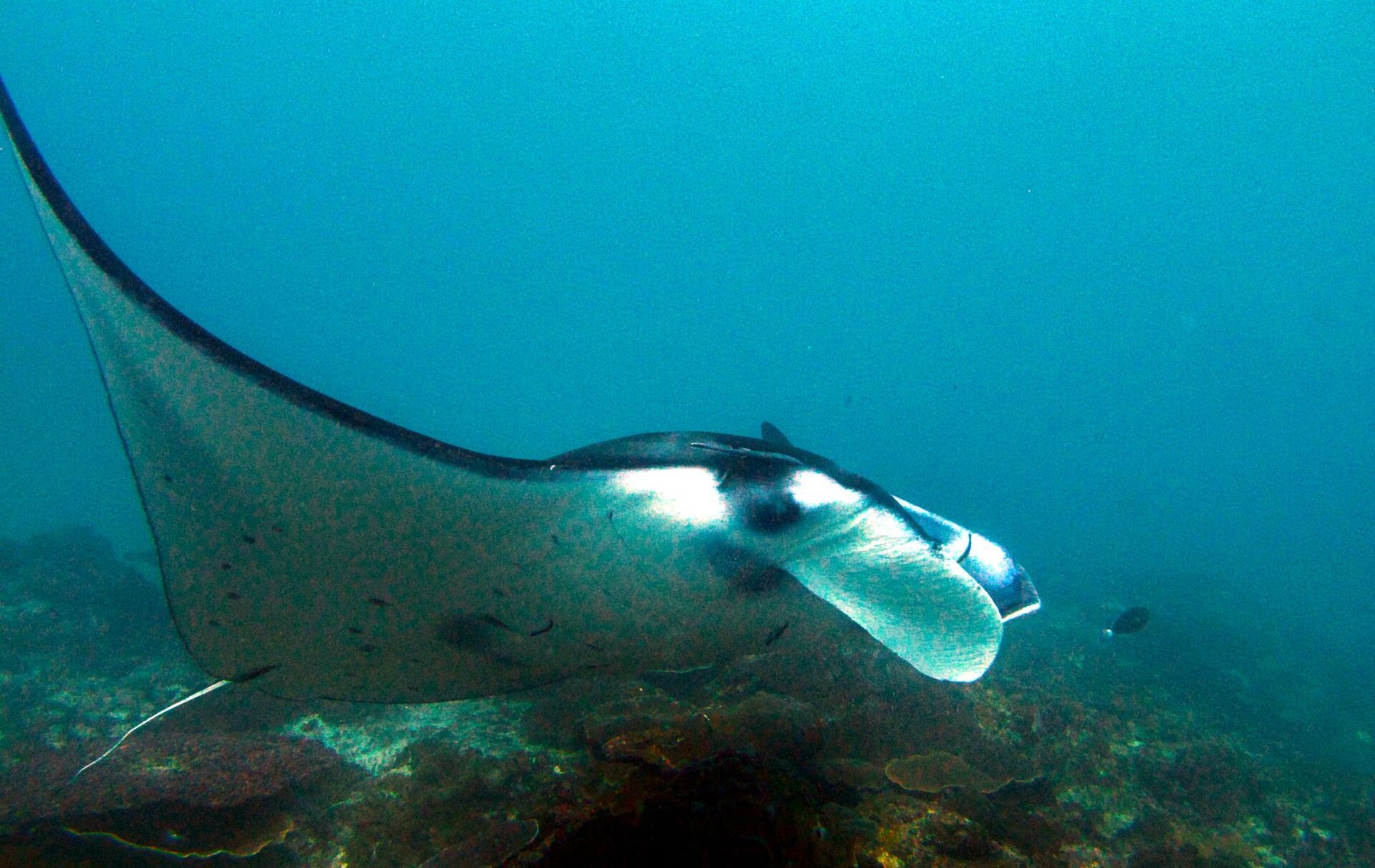 Side view of a manta ray swimming close above the reef at Manta Point, its cephalic fins rolled forward.