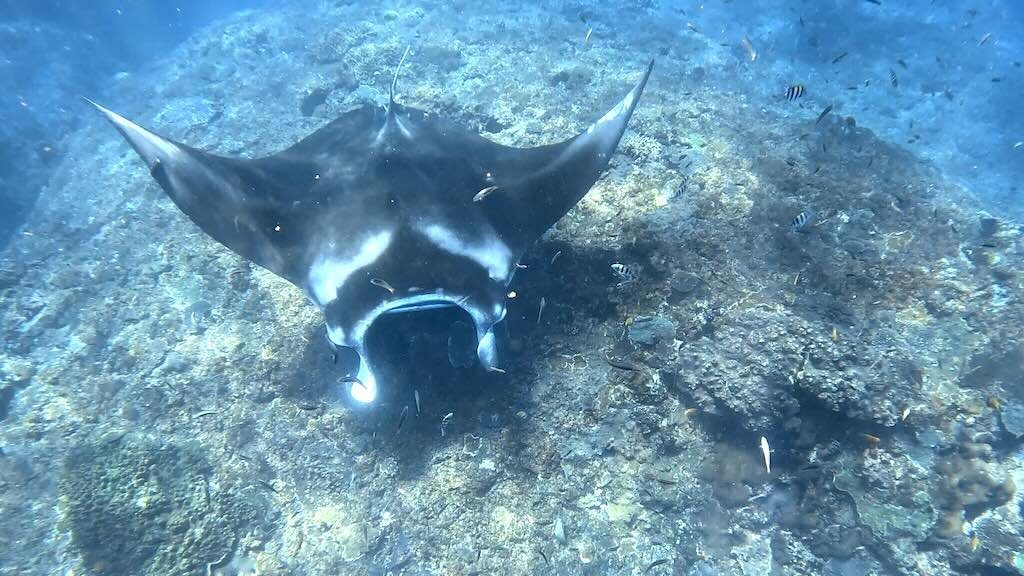 A manta ray with its mouth open, seen from the surface above a rocky reef at Manta Point, with small fish around it.