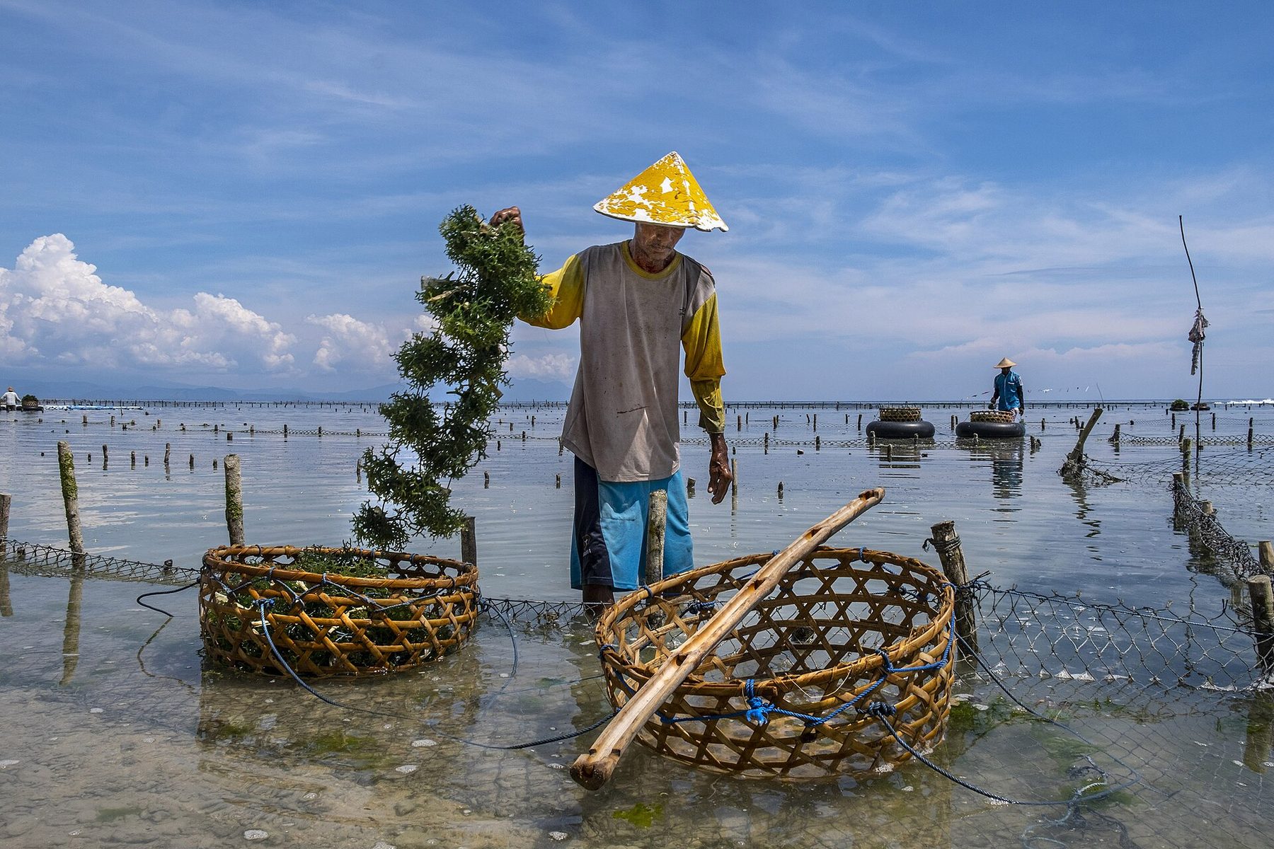 A seaweed farmer in a conical hat lifts a strand of seaweed beside two woven baskets in the shallows, with rows of farm stakes behind.