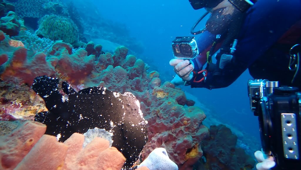 Plongeur et vie du récif sous-marine à SD Point sur la côte nord de Nusa Penida
