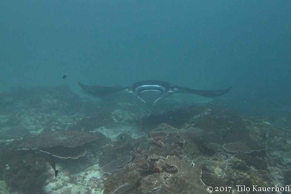 Manta ray approaching above the reef at Manta Point, Nusa Penida.